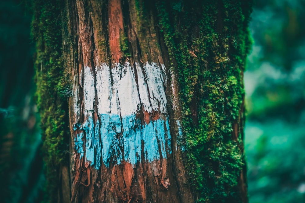 tronco de árbol marrón y verde