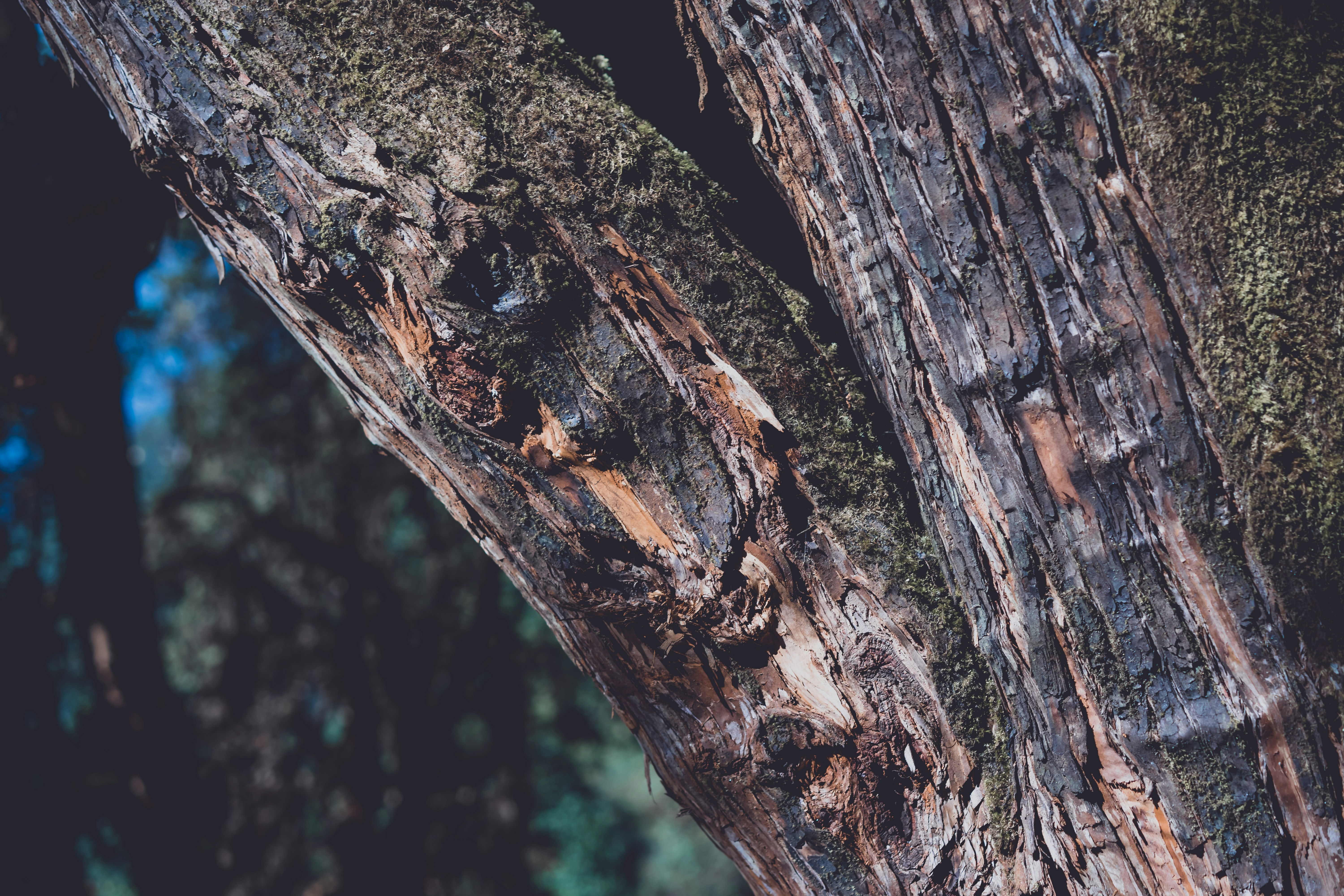 Photo by raimondklavins