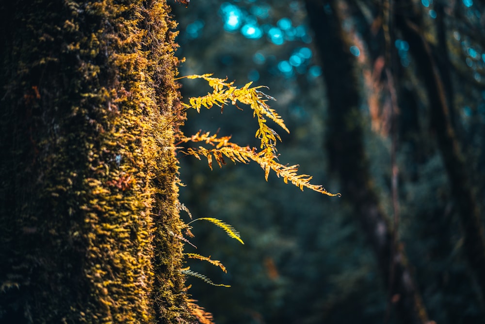 brown tree trunk in tilt shift lens