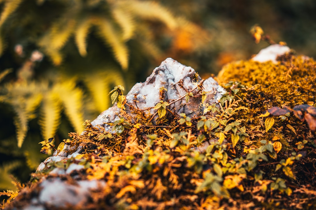 green and yellow plant on brown soil