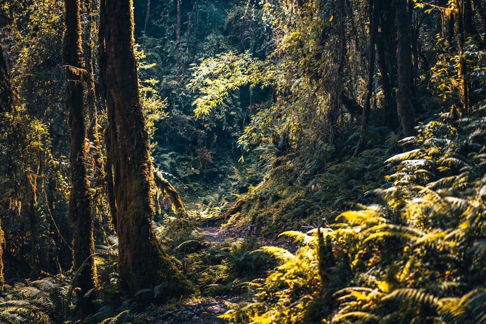 Alberi e piante verdi durante il giorno