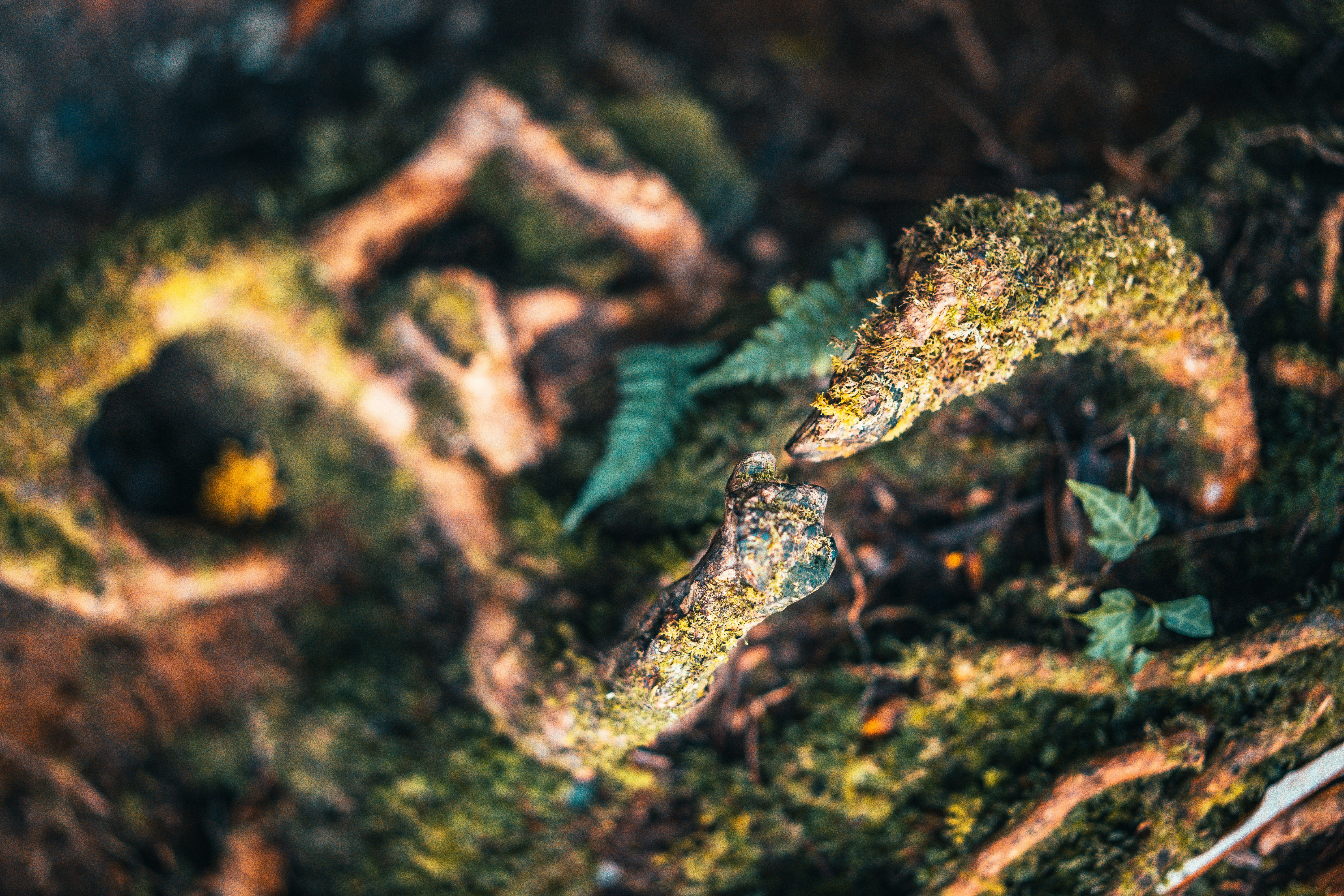 brown and green frog on water