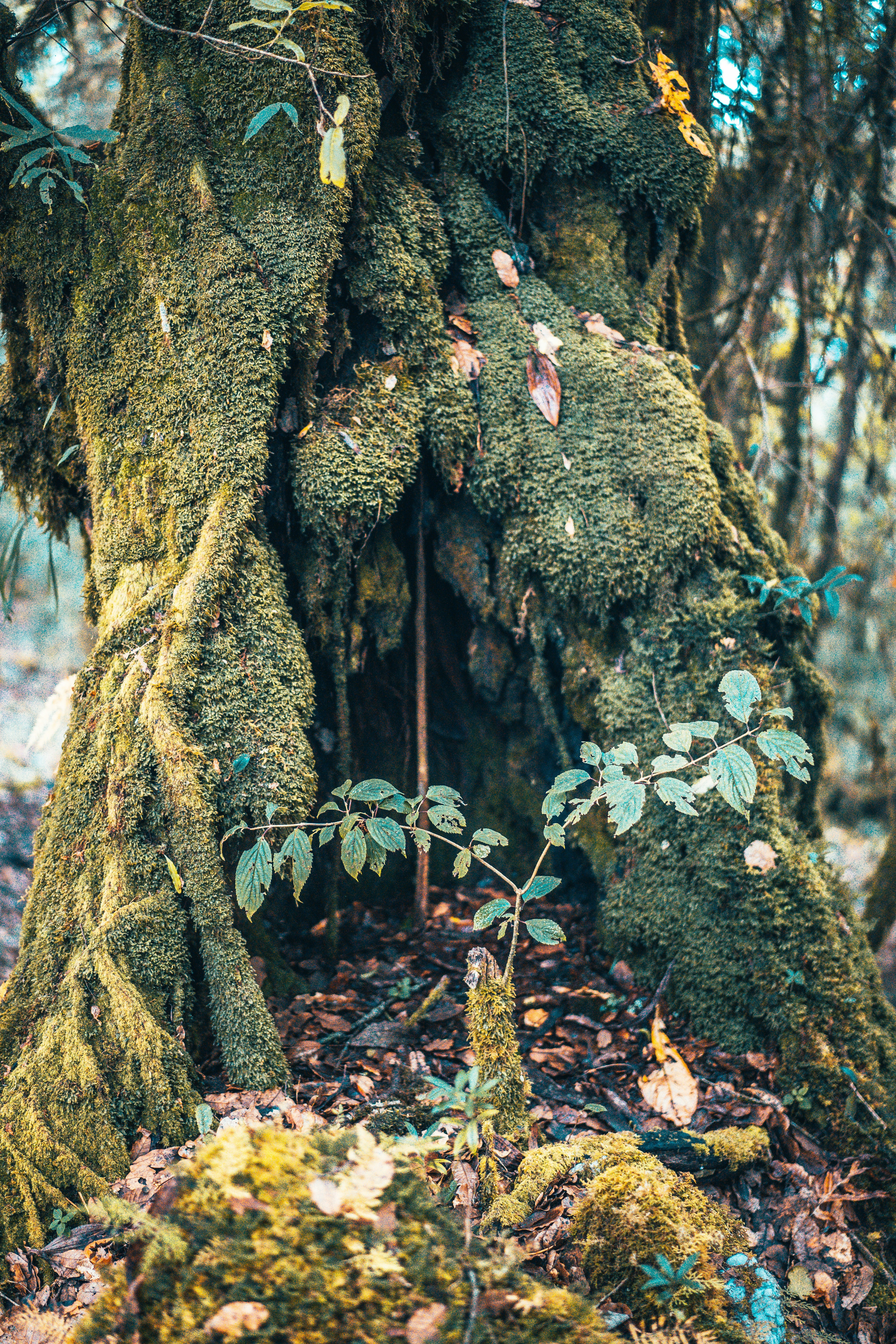 Photo by raimondklavins