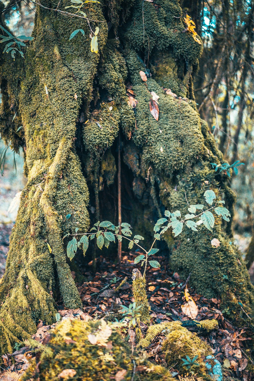 red flower on brown tree trunk