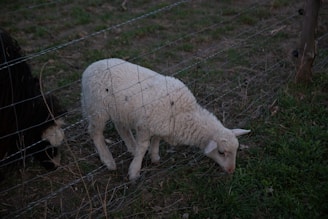 A white lamb is grazing on green grass behind a wire fence. The lamb appears to be small and fluffy, with some grass and dirt on the ground around it. Part of a darker-colored animal is also visible on the left side of the image, partially obscured by the fence.