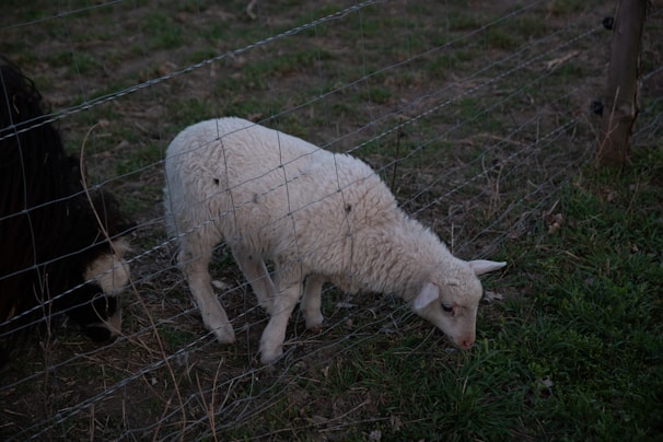 A white lamb is grazing on green grass behind a wire fence. The lamb appears to be small and fluffy, with some grass and dirt on the ground around it. Part of a darker-colored animal is also visible on the left side of the image, partially obscured by the fence.
