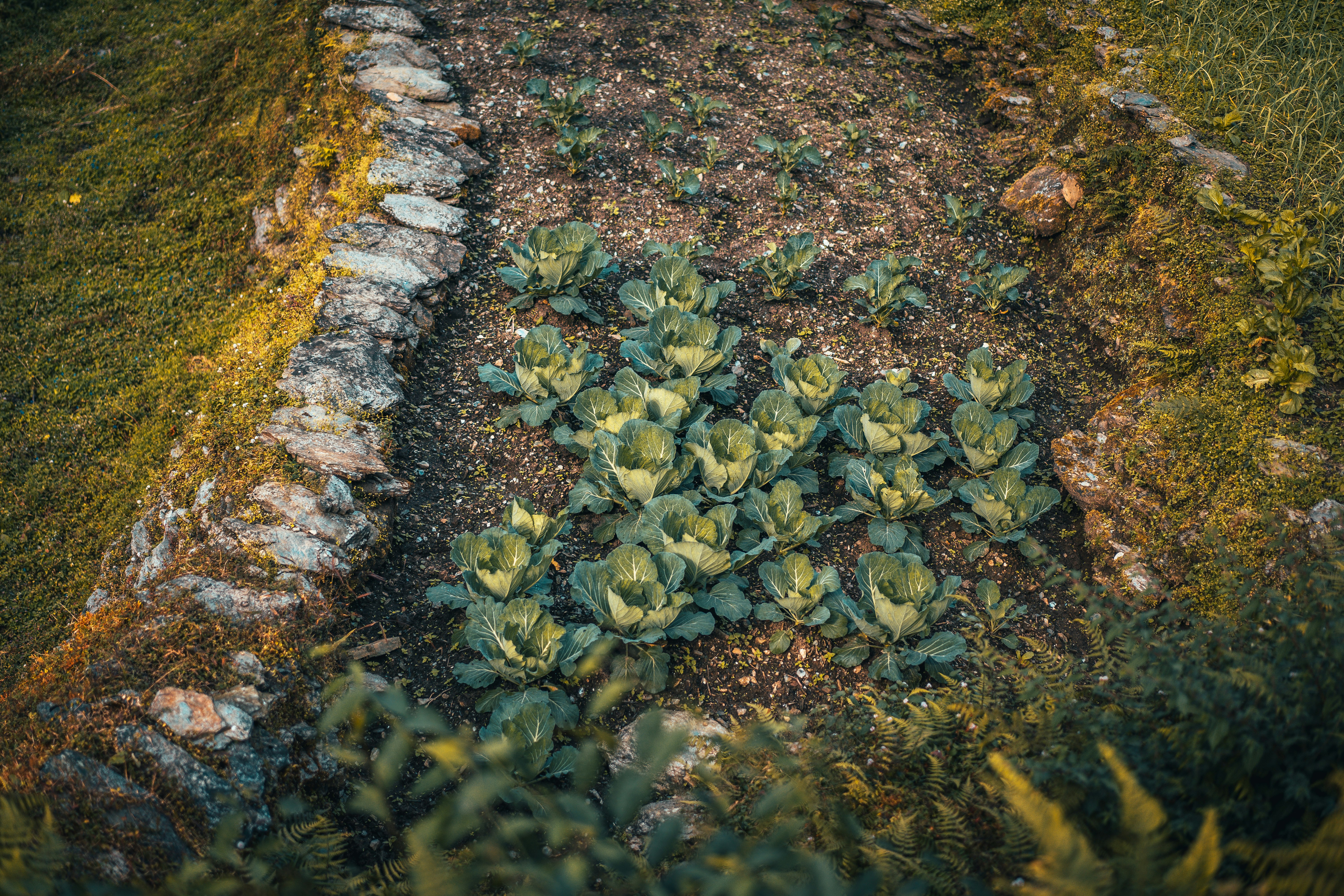 green and brown leaves on brown soil