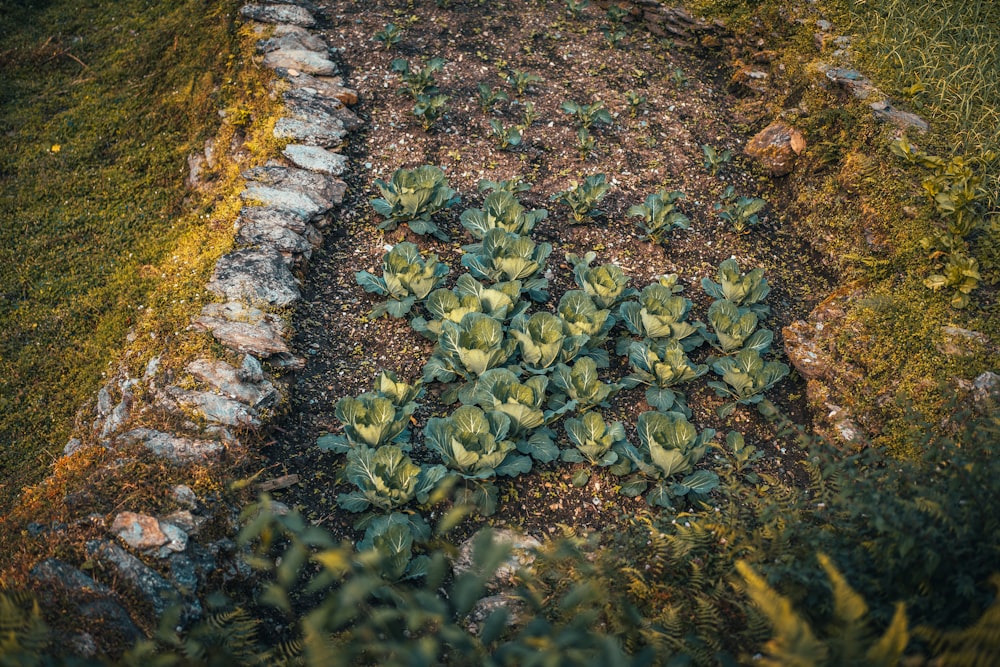 feuilles vertes et brunes sur sol brun