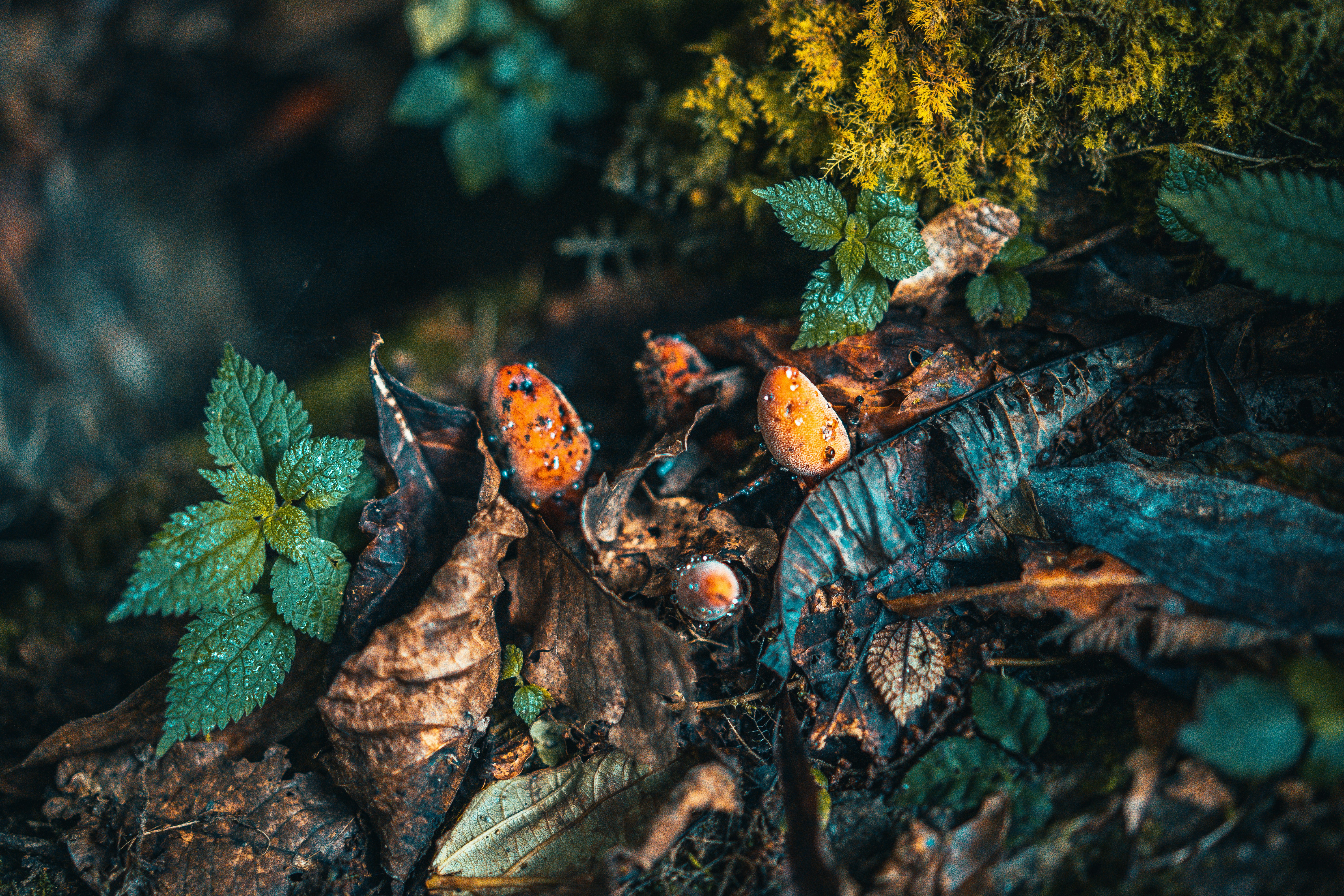 Photo by raimondklavins