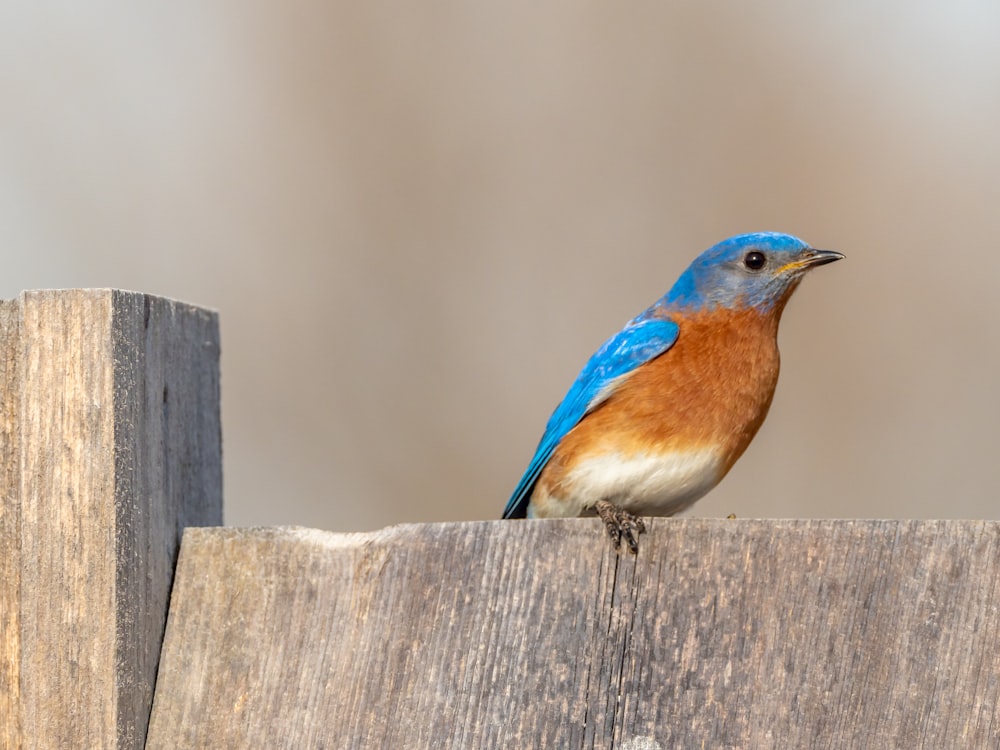 blue and brown bird on brown wooden fence