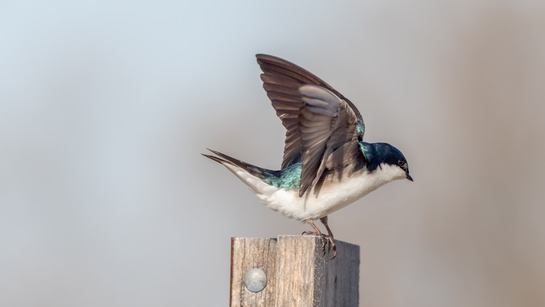  white and blue bird on brown wooden fence swallow