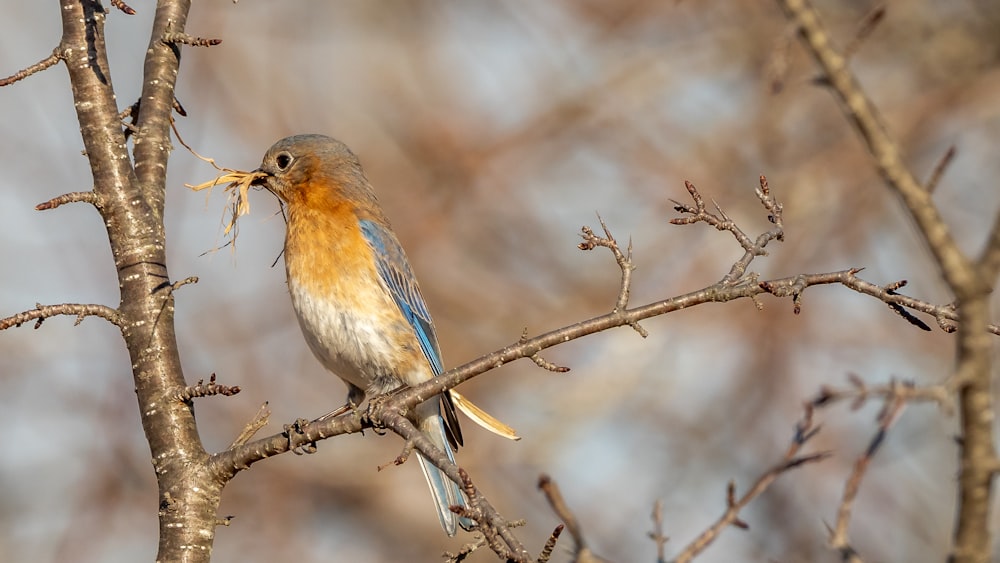 brown and white bird on tree branch