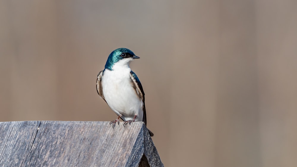 white and blue bird on brown wooden fence