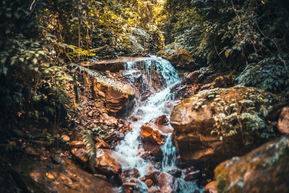 El agua cae en medio del bosque