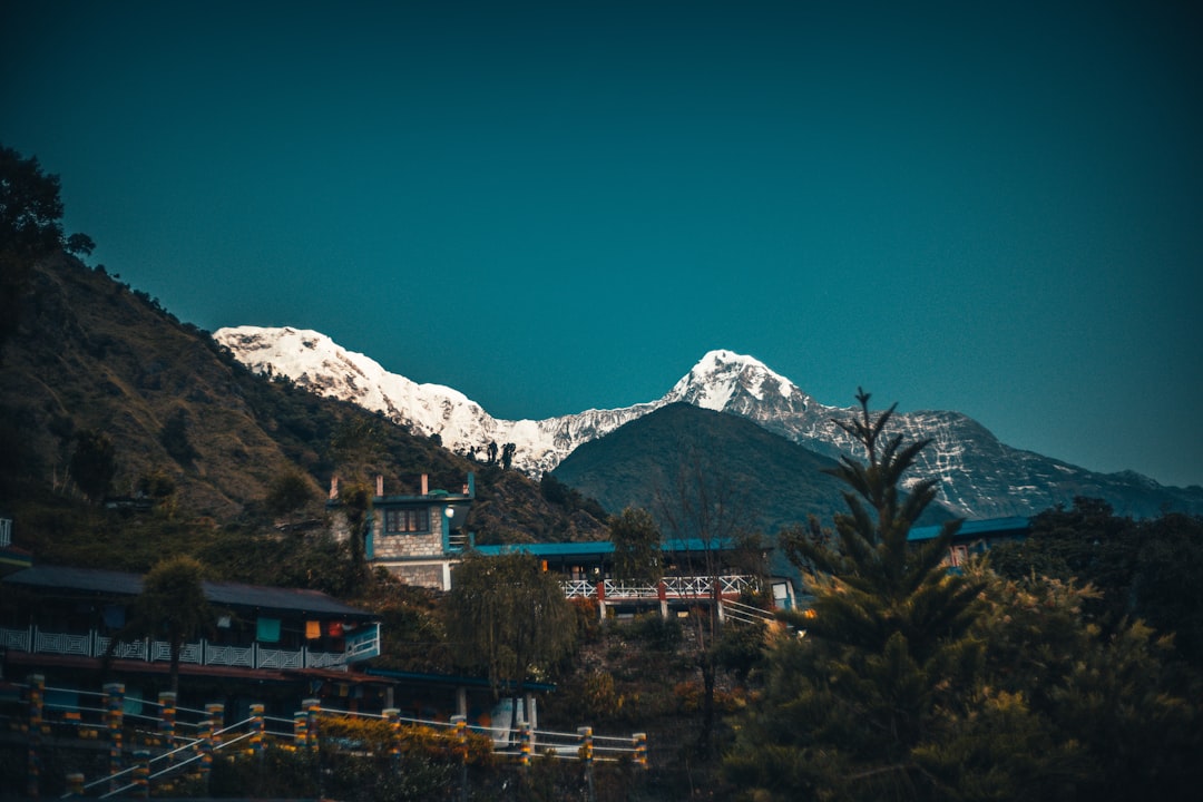 green trees near snow covered mountain during daytime