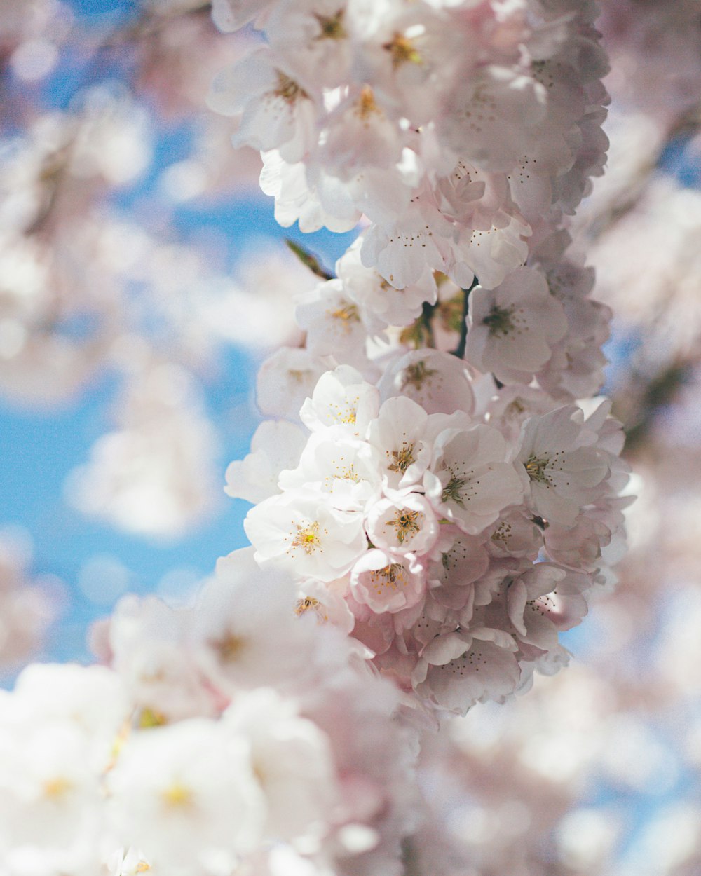 white cherry blossom in close up photography