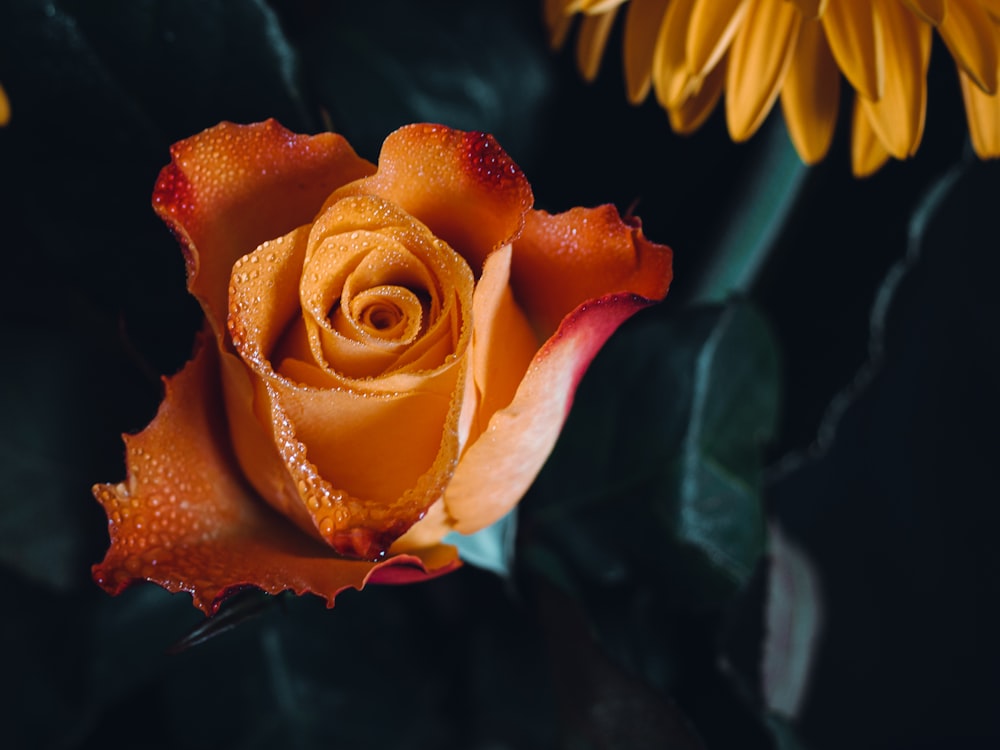 orange rose in bloom close up photo