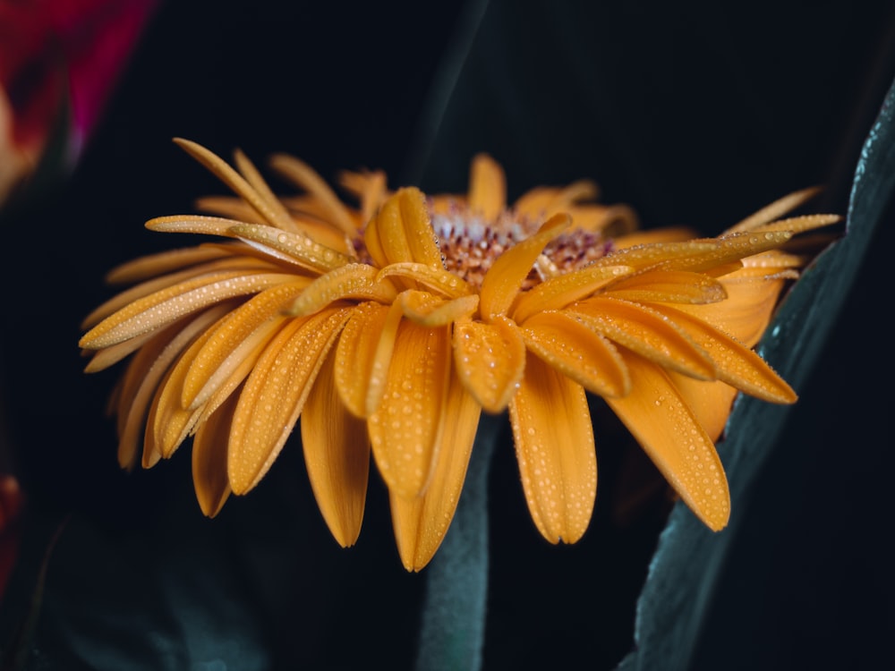 yellow flower in close up photography