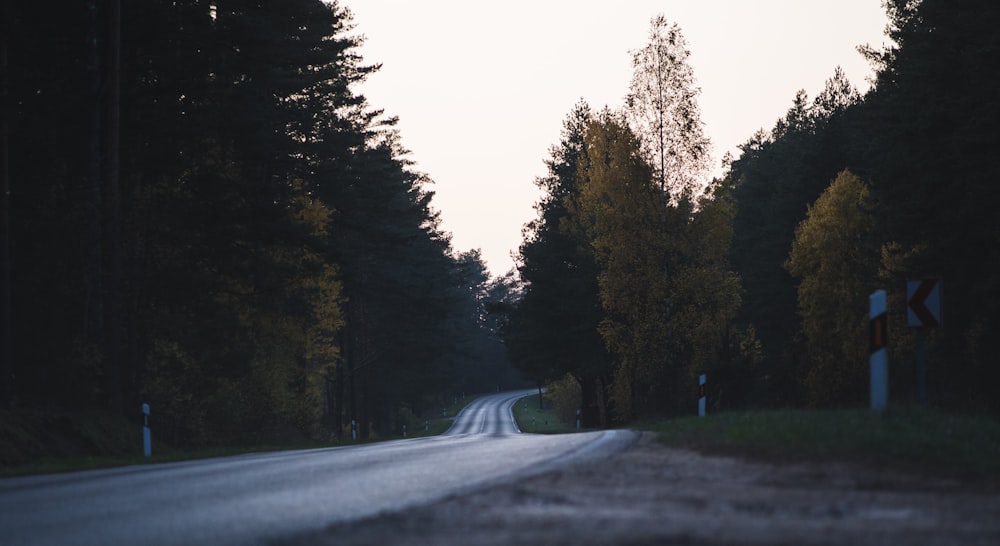 gray asphalt road between green trees during daytime