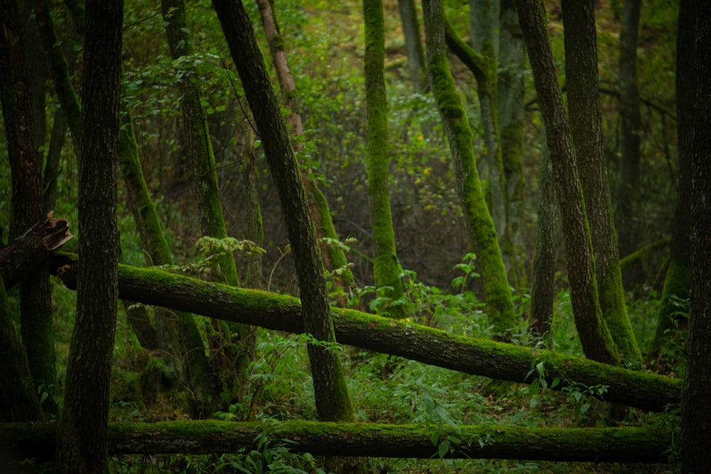 green moss on brown tree trunk