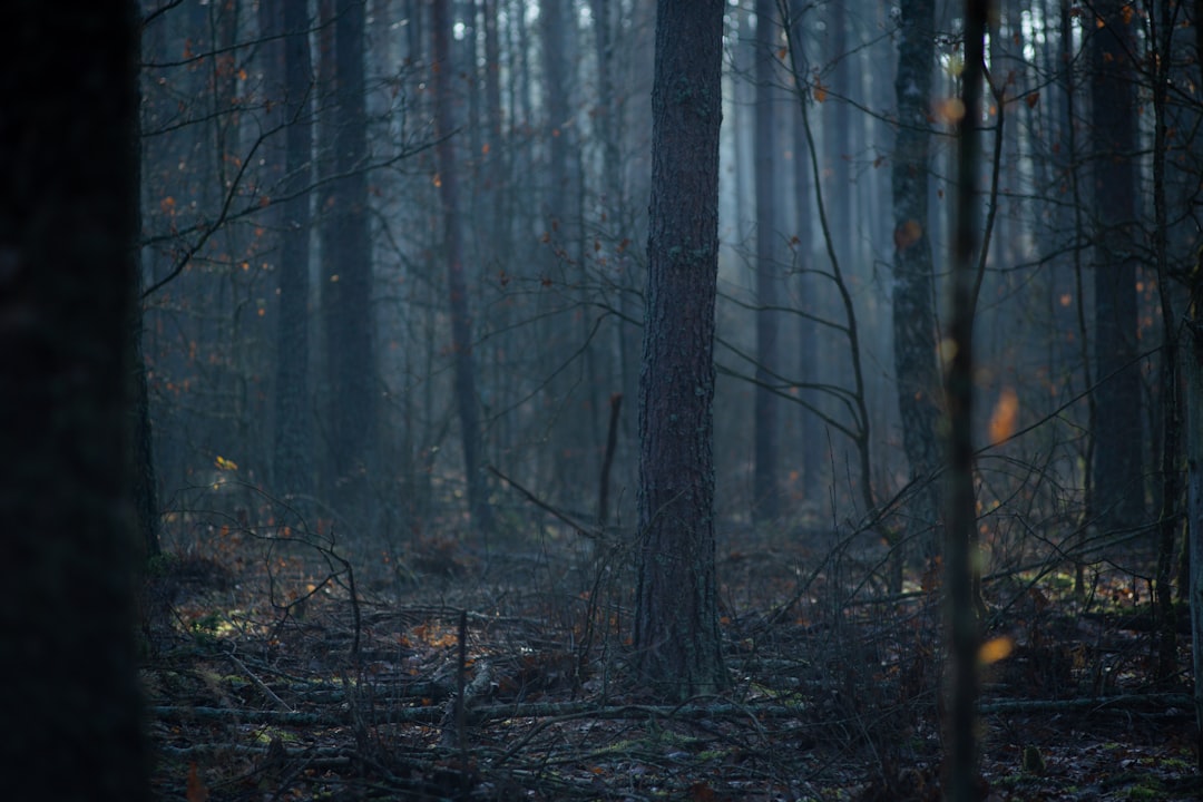 Somber Pictures Download Free Images on Unsplash Somber Pictures Download Free Images on Unsplash