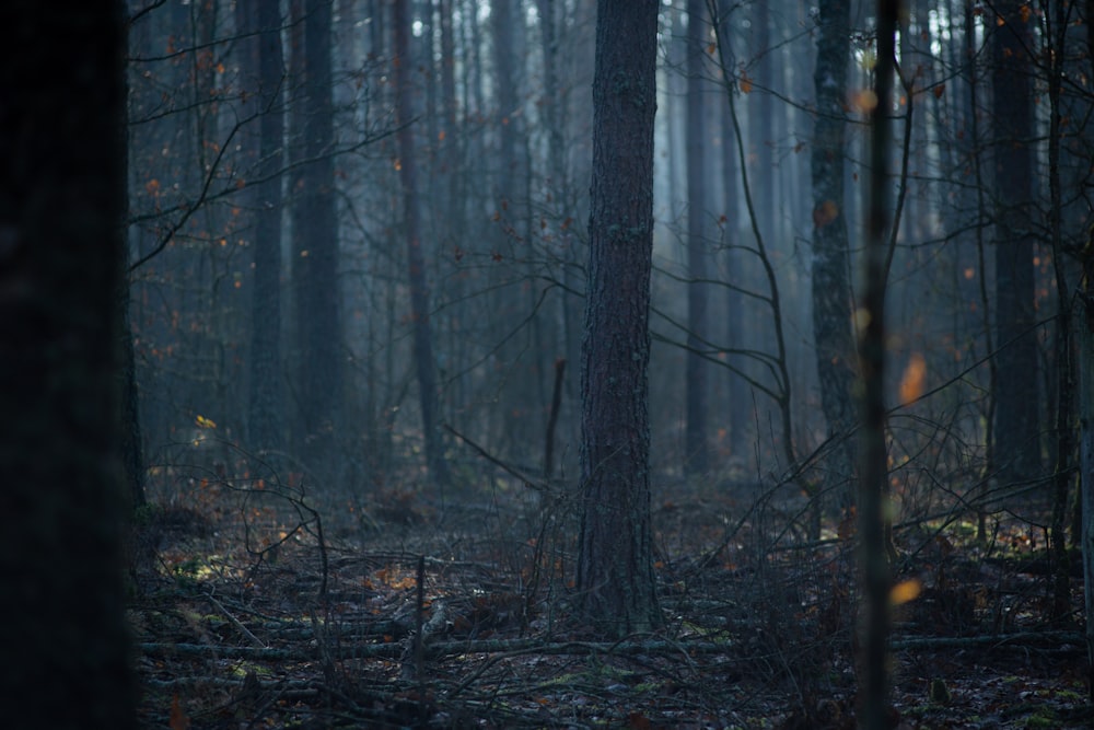 brown trees in forest during daytime