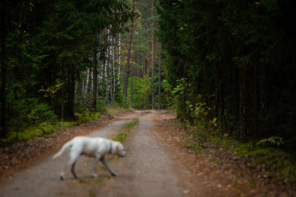 Perro mediano de pelaje largo blanco que camina por el sendero rodeado de árboles verdes durante el día