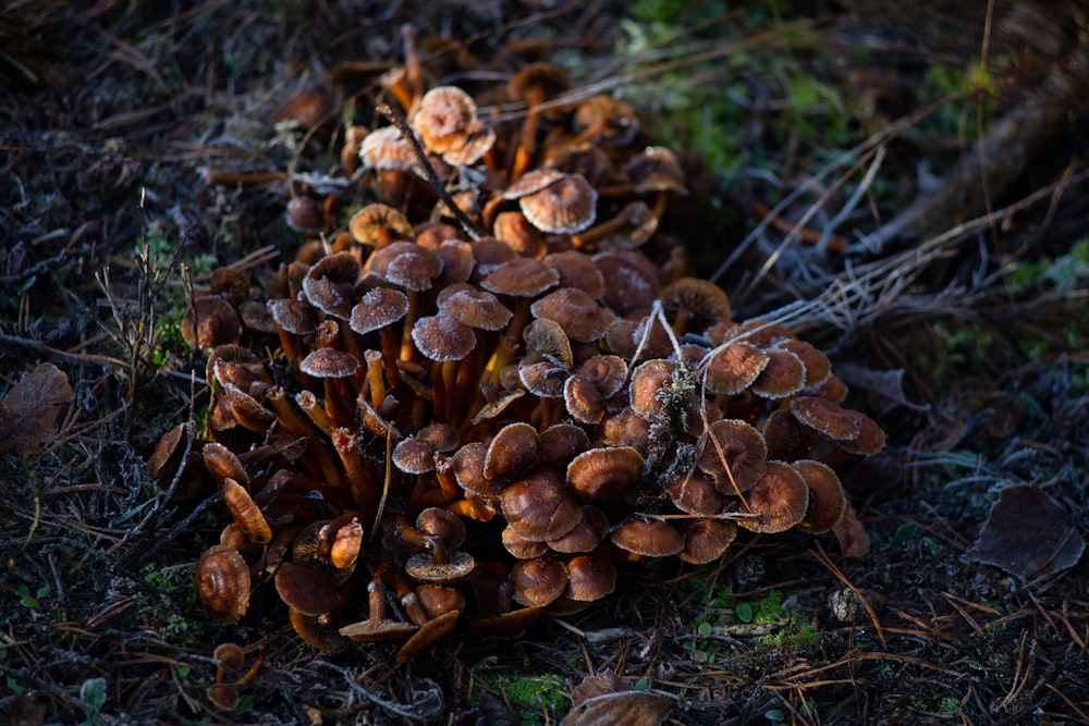 brown mushrooms on green grass