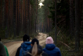 Wide shot of a walking trail winding through a dense grove of tall trees.