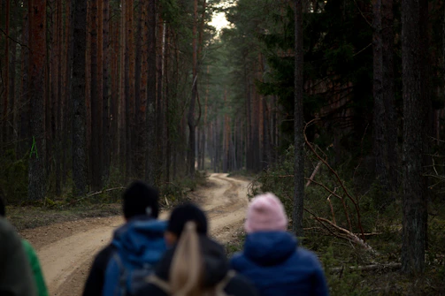 Wide shot of a walking trail winding through a dense grove of tall trees.