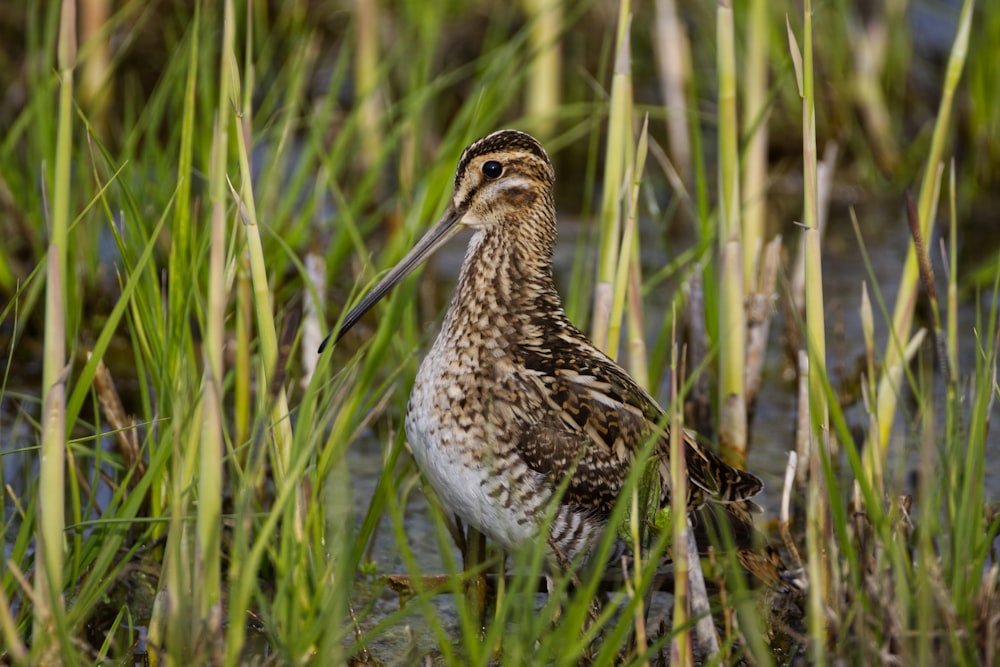 brown and white bird on green grass during daytime