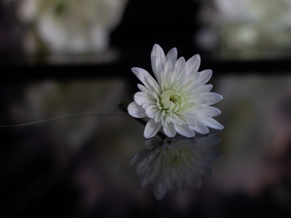 white and purple flower in close up photography