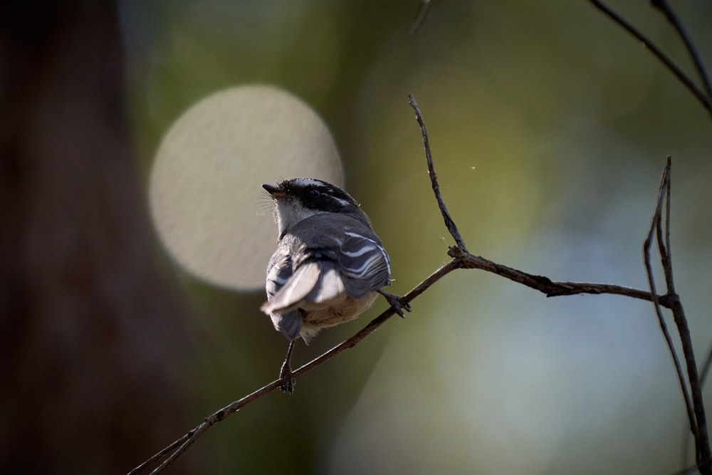 black and white bird on brown tree branch