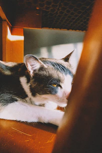A gentle tabby cat resting peacefully in a sunlit window seat surrounded by cozy blankets.