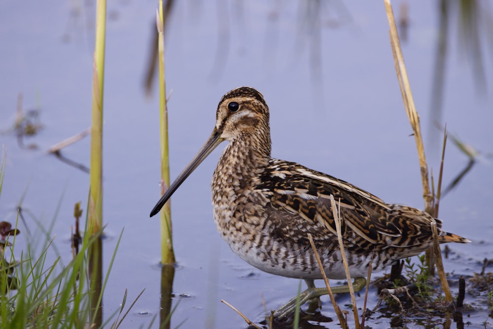 brown bird on brown stick