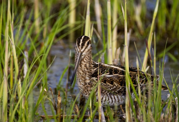 A brown and white bird camouflaged among tall green grasses and reeds near a water body. The bird has intricate patterns on its feathers and a long, slender beak. The environment suggests a wetland area.