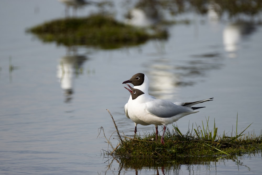 pájaro blanco y negro sobre hierba verde durante el día