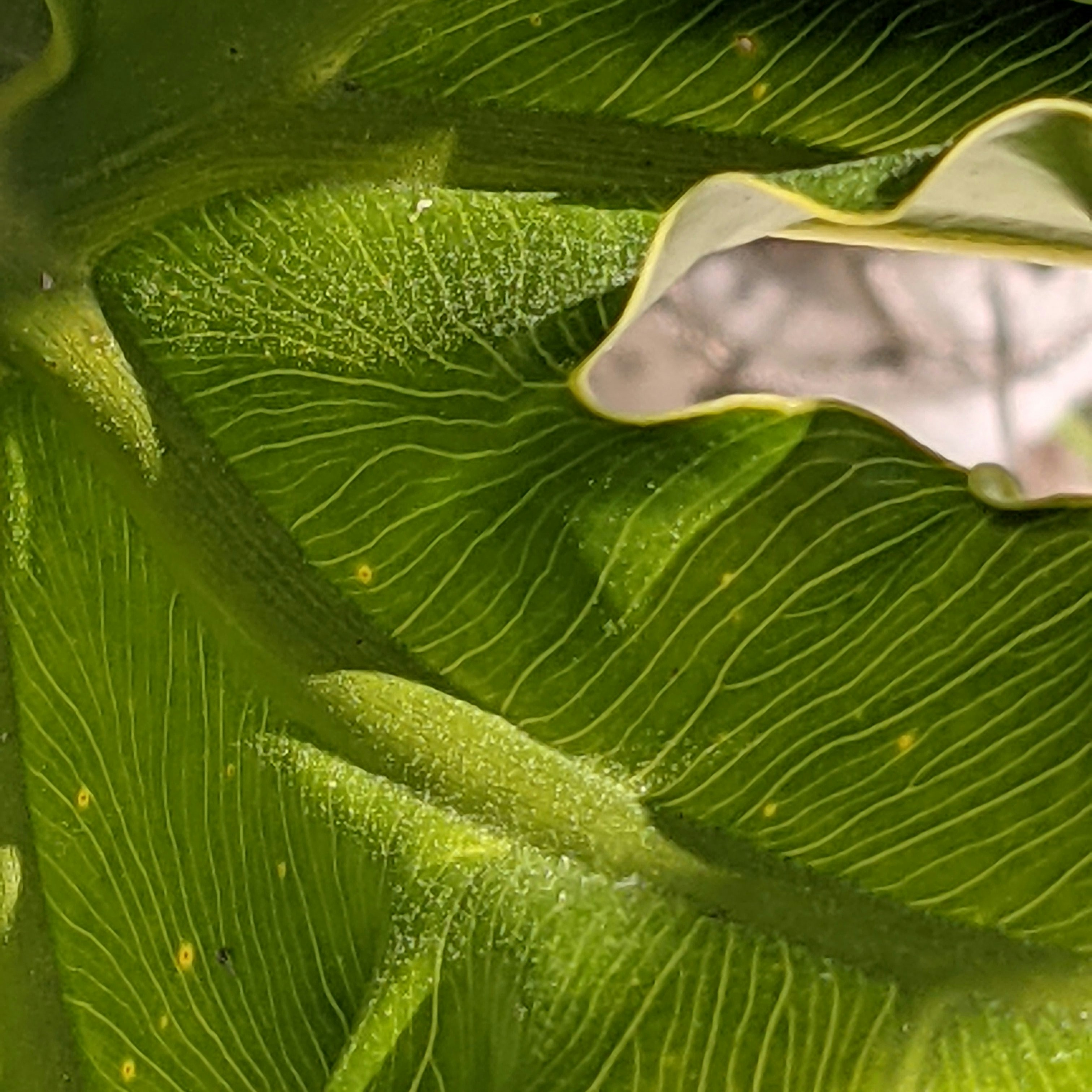 Petite spineless plant with ruffled leaf edges