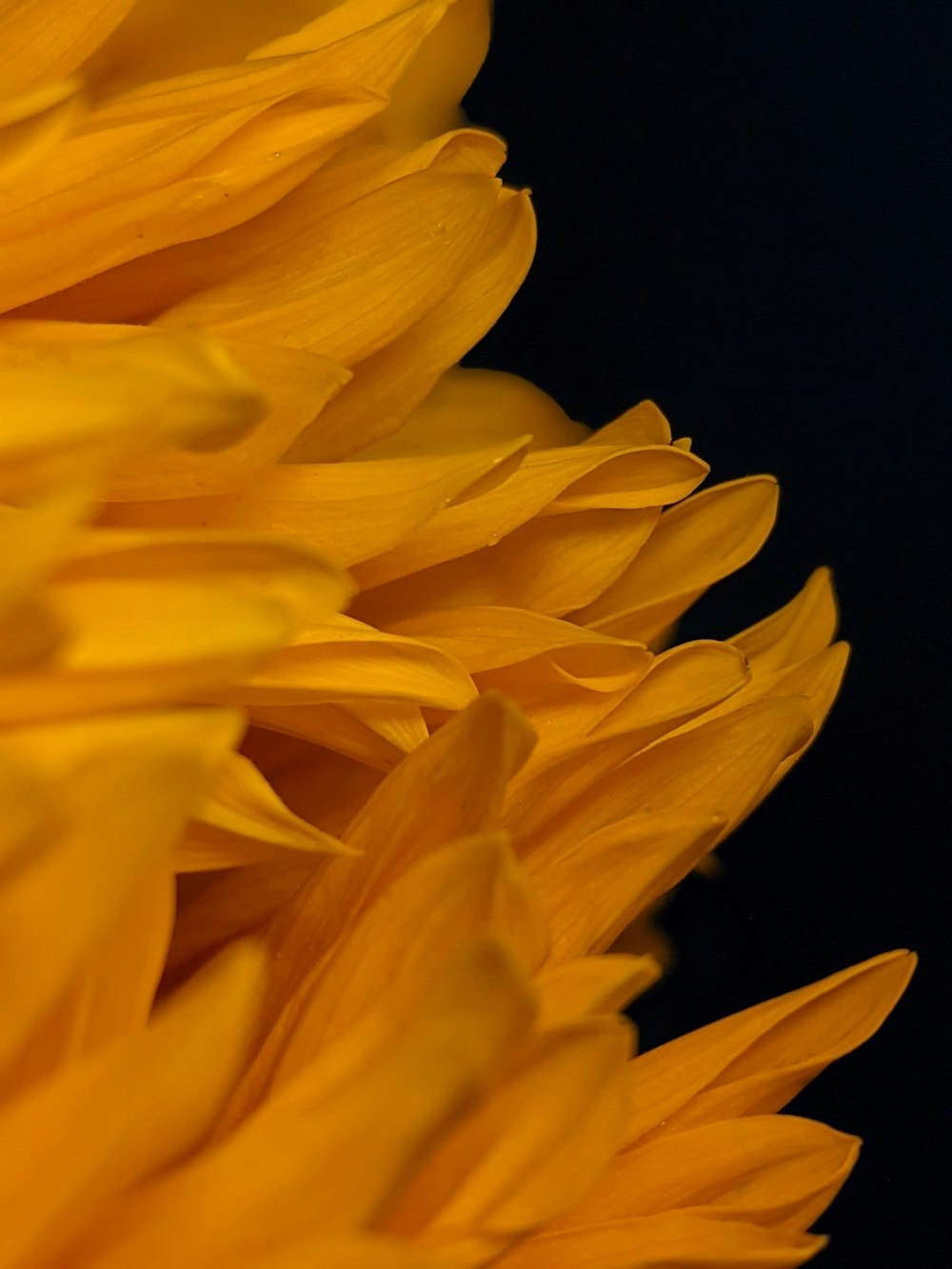 yellow flower in black background