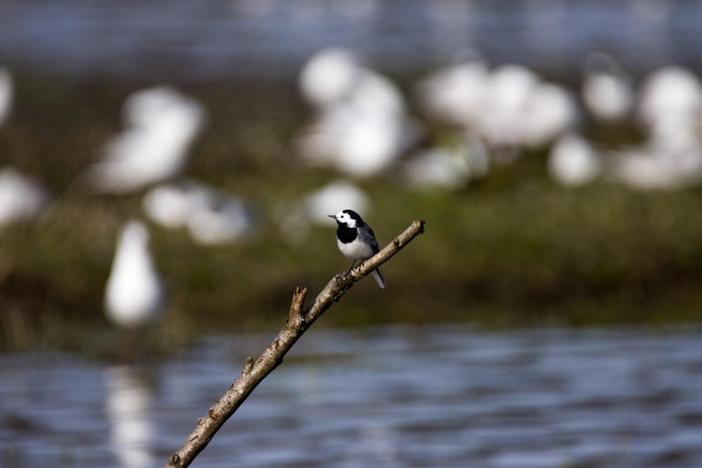 black and white bird on brown tree branch