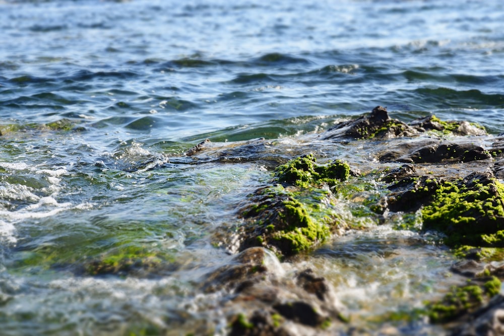 낮 동안 수역 근처의 바위에 녹색 이끼