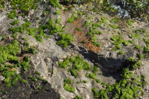 Algae Control