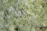 Close-up of green microalgae cells under a microscope highlighting their intricate structures.