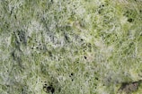 A close-up view of a textured surface covered in green, lacy patterns resembling algae or moss. The intricate network of thin, filamentous structures creates a complex and organic pattern across the image, with varying shades of green and hints of white.