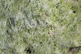 A close-up view of a textured surface covered in green, lacy patterns resembling algae or moss. The intricate network of thin, filamentous structures creates a complex and organic pattern across the image, with varying shades of green and hints of white.