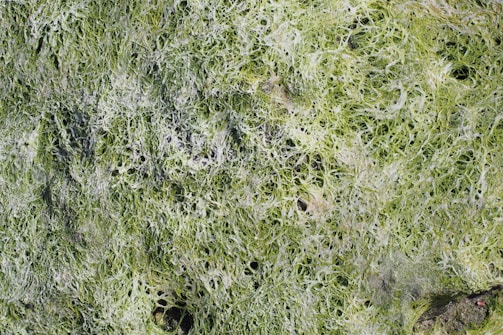A close-up view of a textured surface covered in green, lacy patterns resembling algae or moss. The intricate network of thin, filamentous structures creates a complex and organic pattern across the image, with varying shades of green and hints of white.