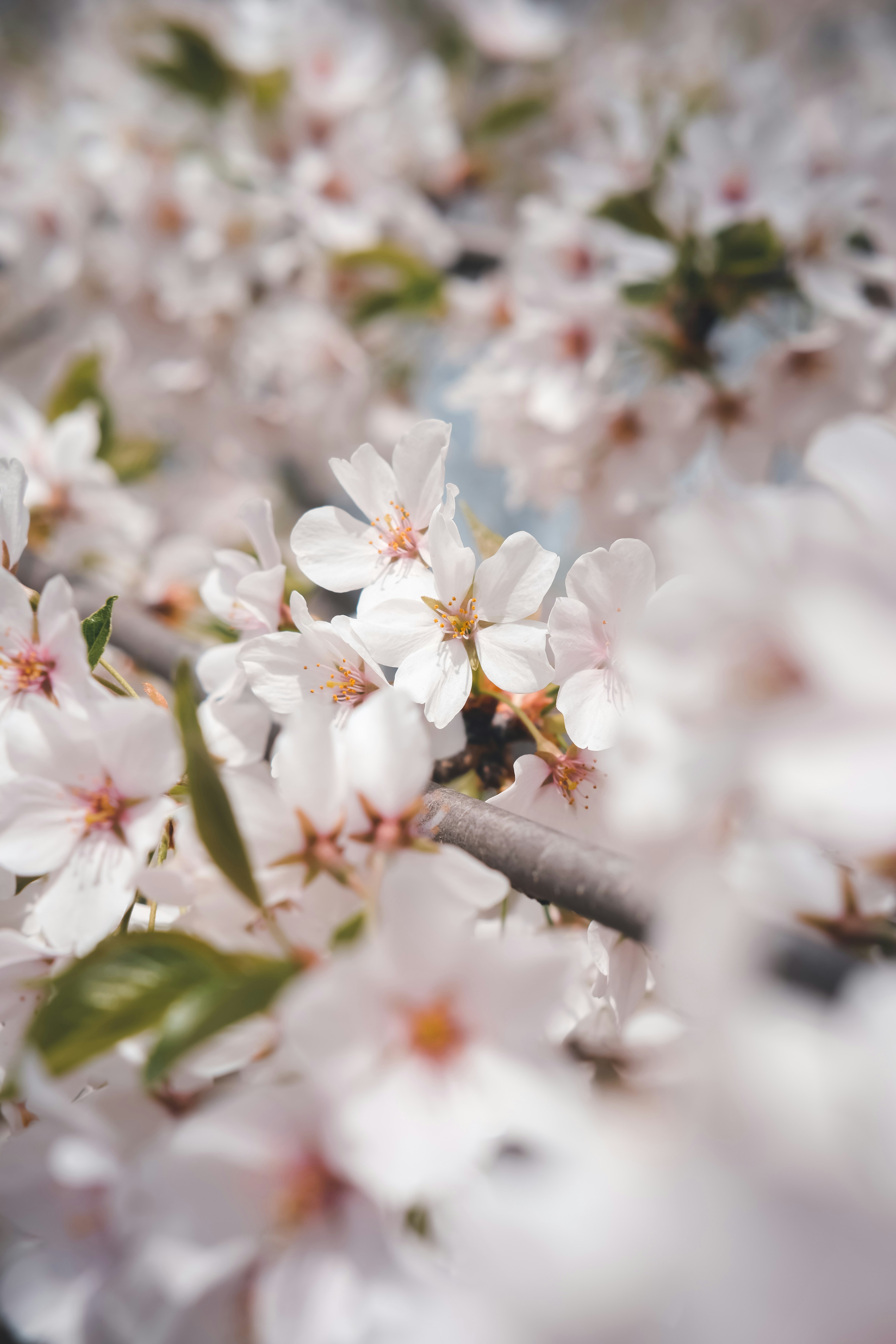 クローズアップ写真の白い桜の写真 Unsplashで見つける中央公園の無料写真