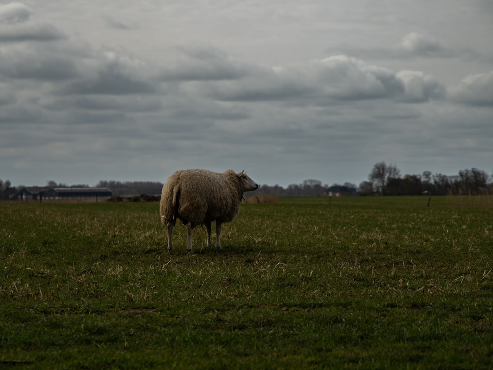 sheep on green grass field under white clouds during daytime