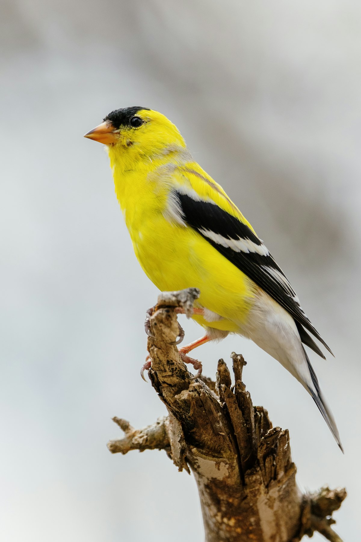 Yellow and black goldfinch on a branch near a squirrel-proof finch feeder