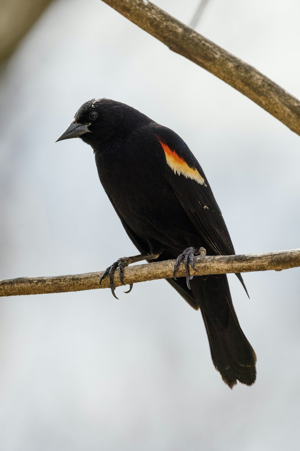 uccello nero e marrone sul ramo marrone dell'albero